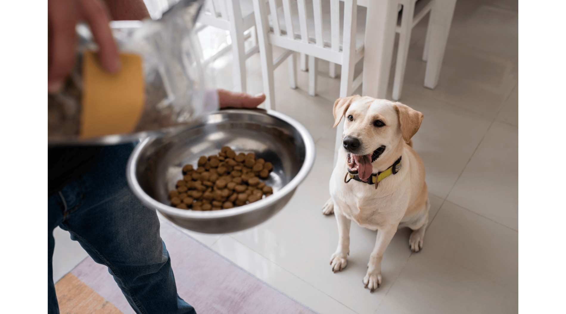 Dlaczego sucha karma wysokobiałkowa może być korzystna dla Twojego psa?
